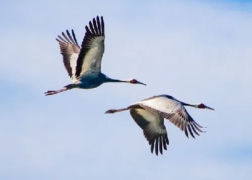 6500克保护级别:国家一级鹤形目鹤科/grusvipio/ white-naped crane