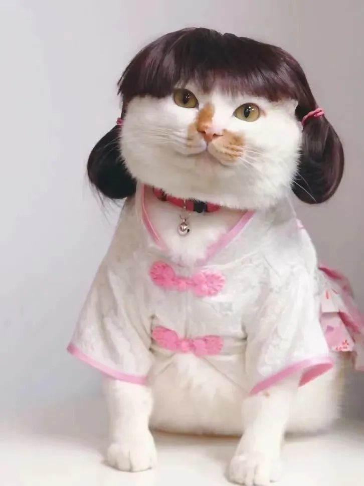猫咪女装大佬就是我