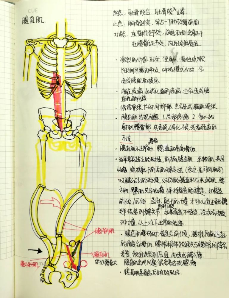 肌肉与解剖五腹直肌