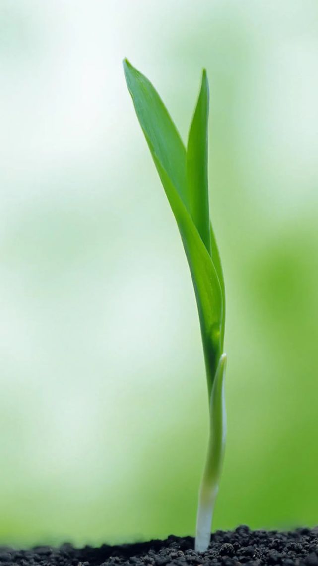 壁纸|清新,简约纯色护眼系列手机高清壁纸