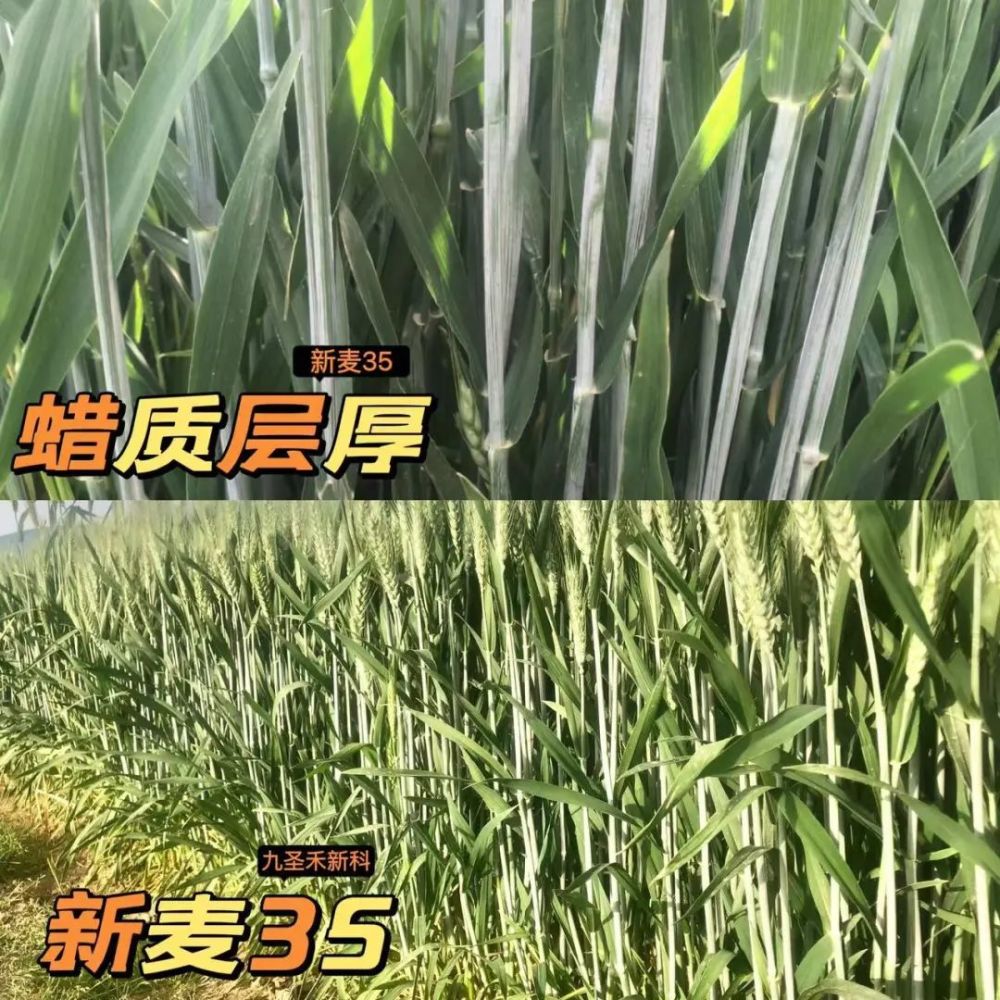 徜徉在新麦35的小麦田,小麦长势喜人,用手扒开,茎秆干净,没有病斑发生