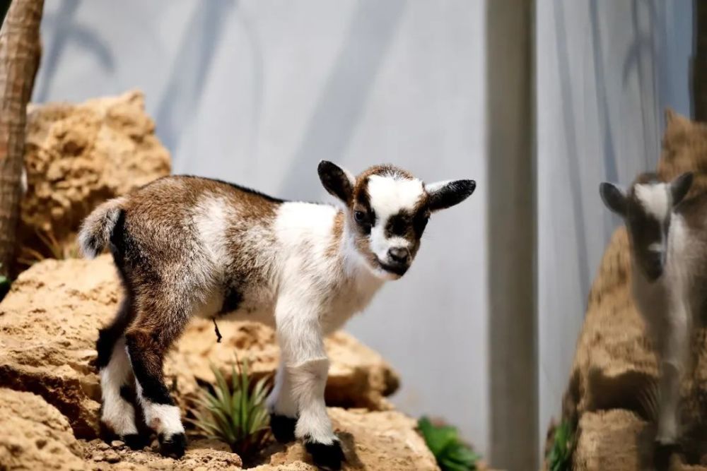 小动物都在此安家繁殖,侏儒羊就是其中之一~它们是世界上体型最小的羊