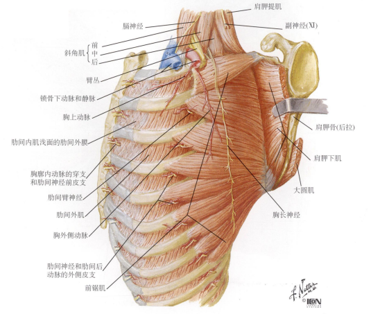 解剖每日学奈特解剖图谱胸后壁和胸外侧壁的解剖