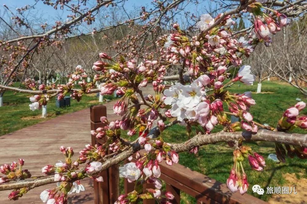 二〇三樱花园坐落在著名的旅顺太阳沟风景区内,占地面积50万平方米