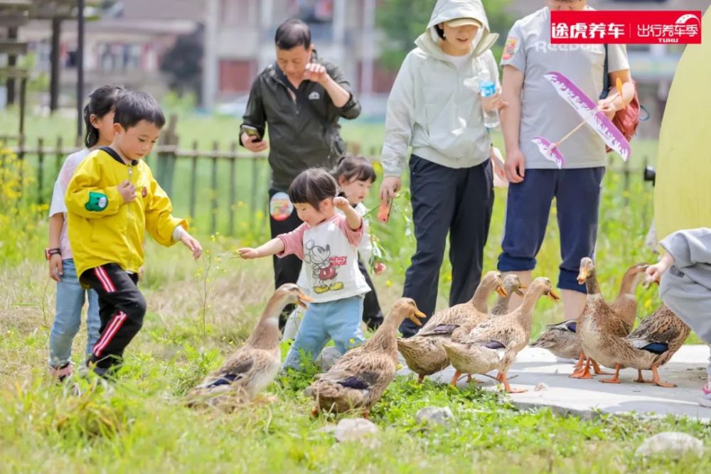 贵阳哪里的鸭子最好抓