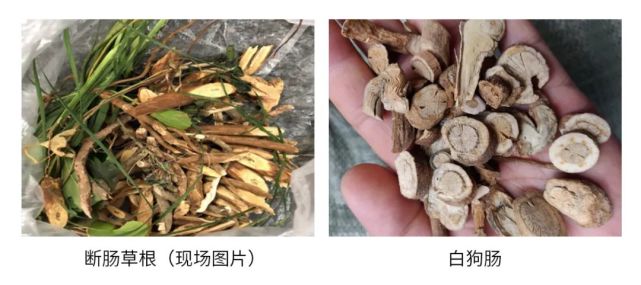 "白狗肠"是一种中草药,不少地方有采"白狗肠"根部泡酒喝,有解热消炎及