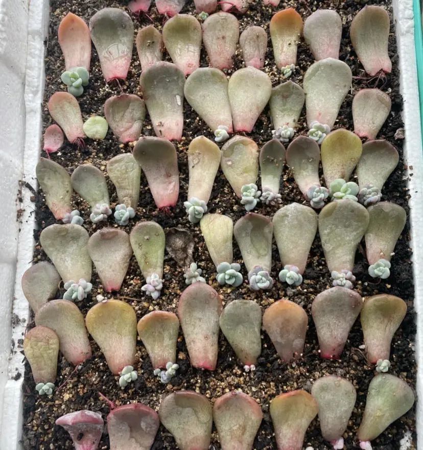 1000