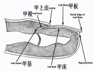 这样代表不健康吗|小月牙|手指甲|半月痕|甲母质