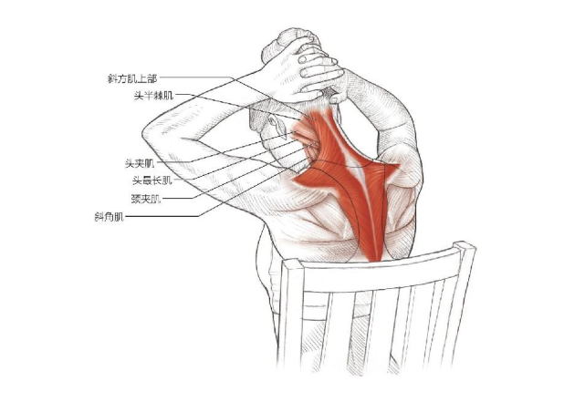 颈伸肌拉伸颈部