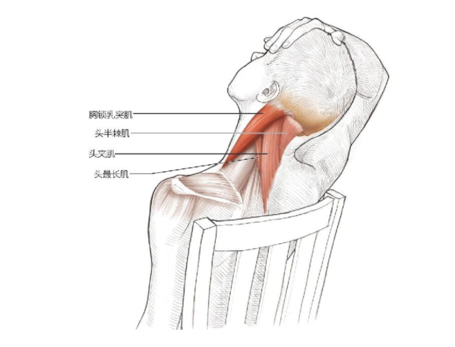 颈屈肌和旋转拉伸颈屈肌和旋转拉伸颈伸肌拉伸颈部