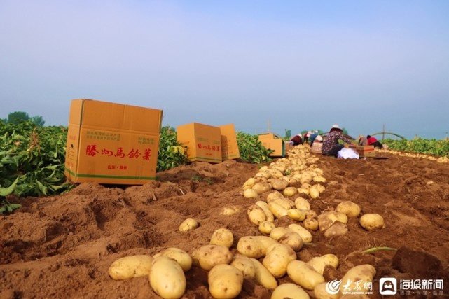 山东丨滕州马铃薯喜获丰收 节会拓宽百姓致富路|马铃薯|丰收节|界河镇