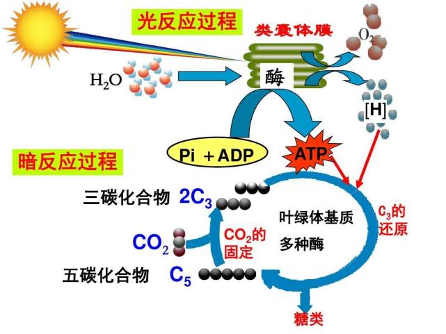 在这两种光化学反应过程中,水起到了十分重要的调节作用.