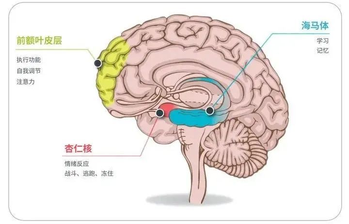 与你的大脑密切相关学习与记忆的原理