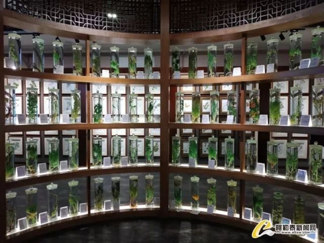 2019年开馆的阿尔泰山中草药博物馆共设置主展厅,野生展厅,种植展厅3