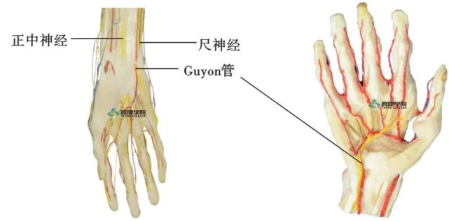 然后尺神经由上臂下端肱三头肌内侧头穿出,随即进入肘关节髁后窝,接