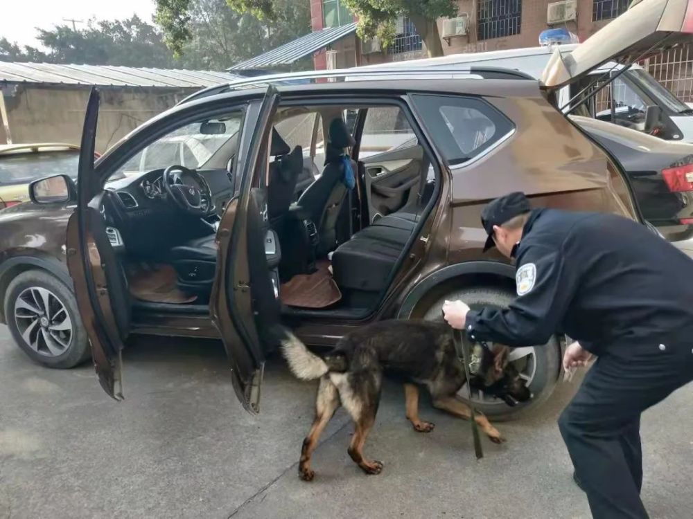 大练兵直击融安警方警犬队日常精彩训练