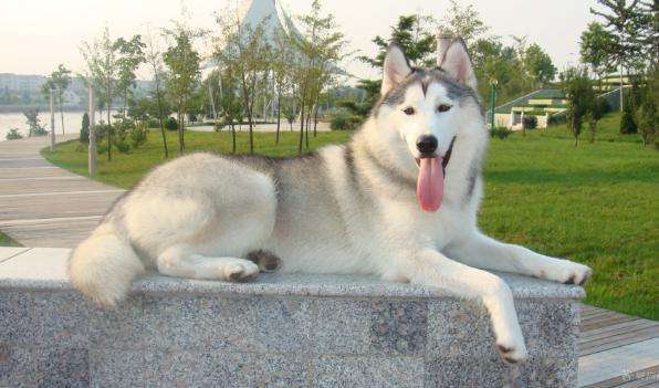 最常见的是德国牧羊犬,哈士奇身上也比较常见,哈士奇患髋关节发育不良