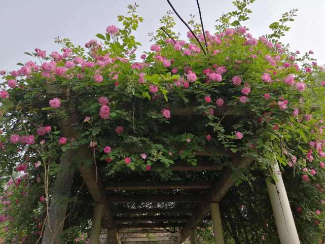 蔷薇藤长而花艳,盛开的时候,数不清的花儿爬满了藤蔓,要是凌空架在