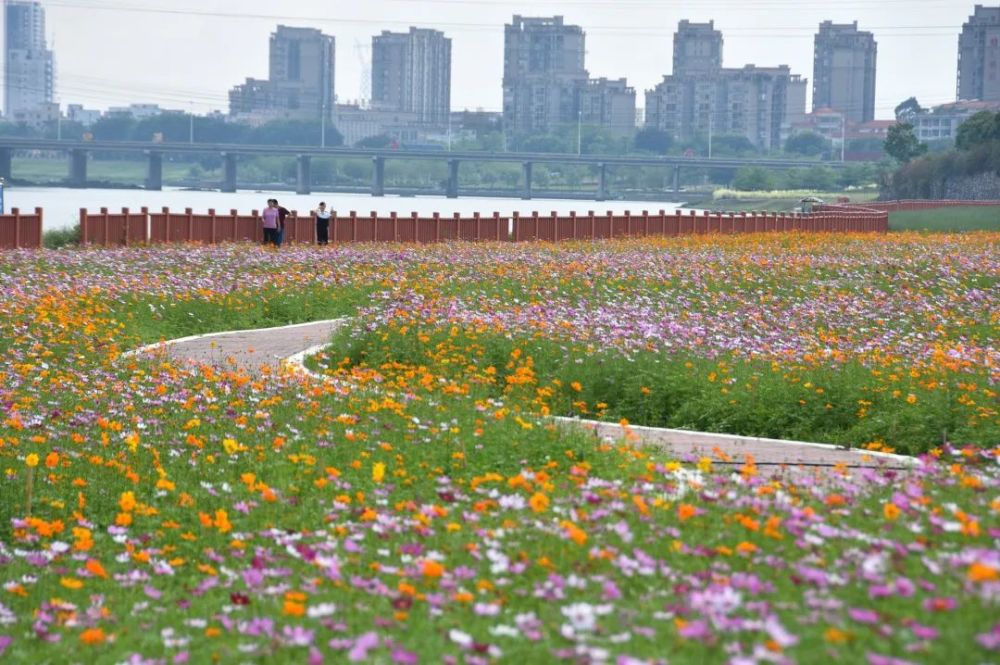 生态花海公园为美丽芦苞按下快进键五一假期快来芦苞踏青赏花
