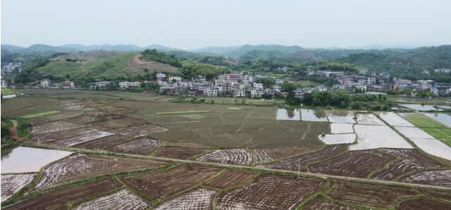 在马田镇邝家村种粮大户邝飞进的田间地头,犁铧耕作,机械轰鸣,处处