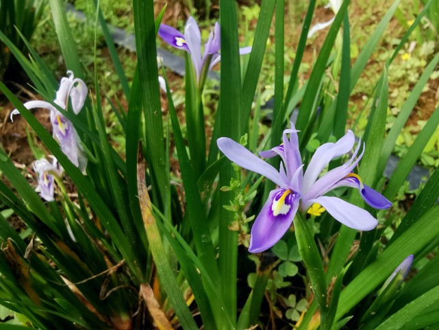 本草集—小花鸢尾