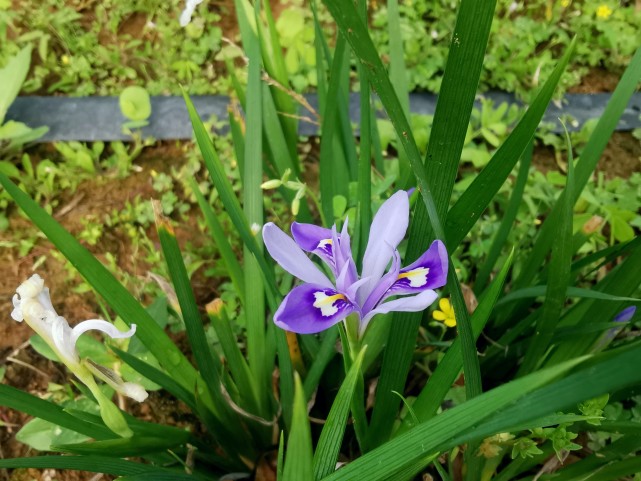 本草集—小花鸢尾
