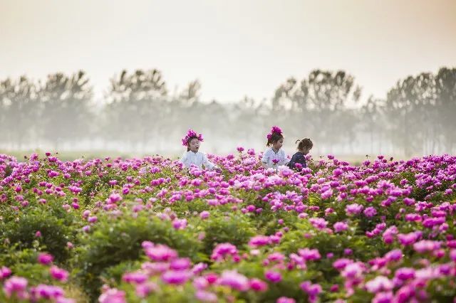 万亩芍花等你来听歌赏花看美景