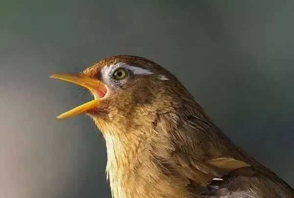 画眉斗鸟的全套训练详解