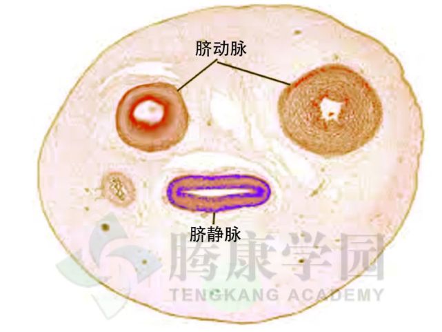 脐部有3条脐血管闭塞口,即1条壁薄腔宽的静脉和2条壁厚腔窄的动脉.