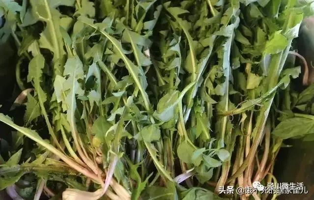 泾川的春天,万物皆可凉拌