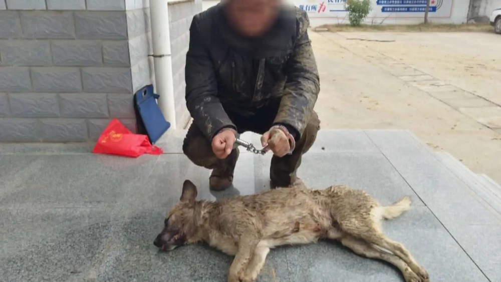 偷狗贼用药水喷狗60秒后狗死亡怎么那么毒喷到人怎么办
