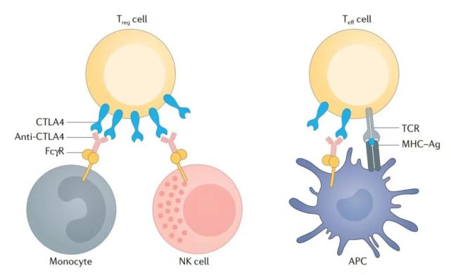 ctla-4单抗通过抑制ctla-4分子,使t细胞大量激活增殖,攻击肿瘤细胞