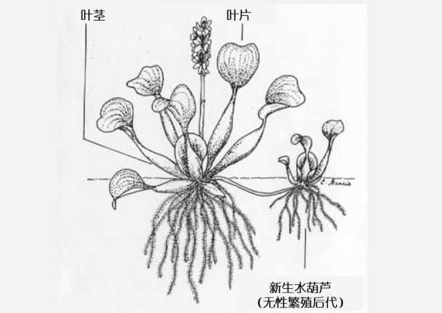 水葫芦潜进中国70年,每年培育1.4亿株植物,太湖水质靠谱吗?