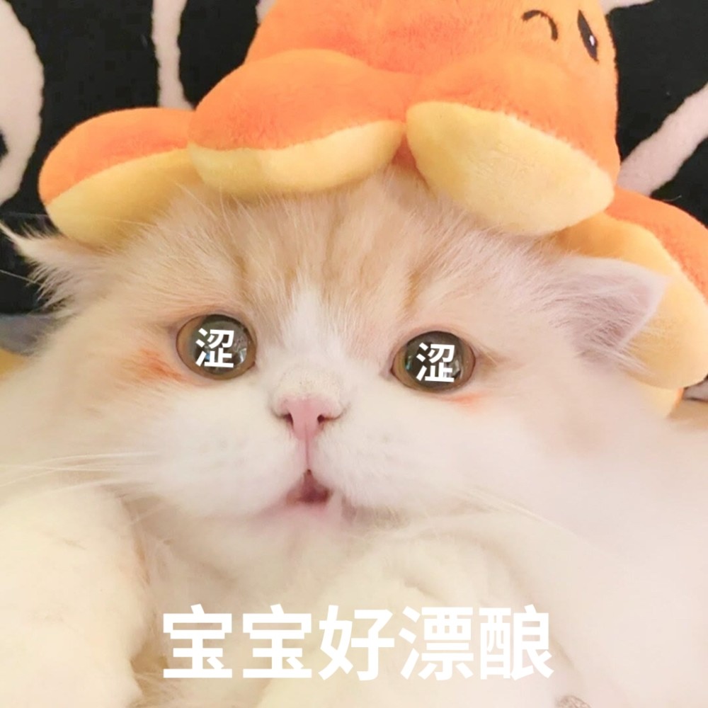 猫猫表情包想要贴贴