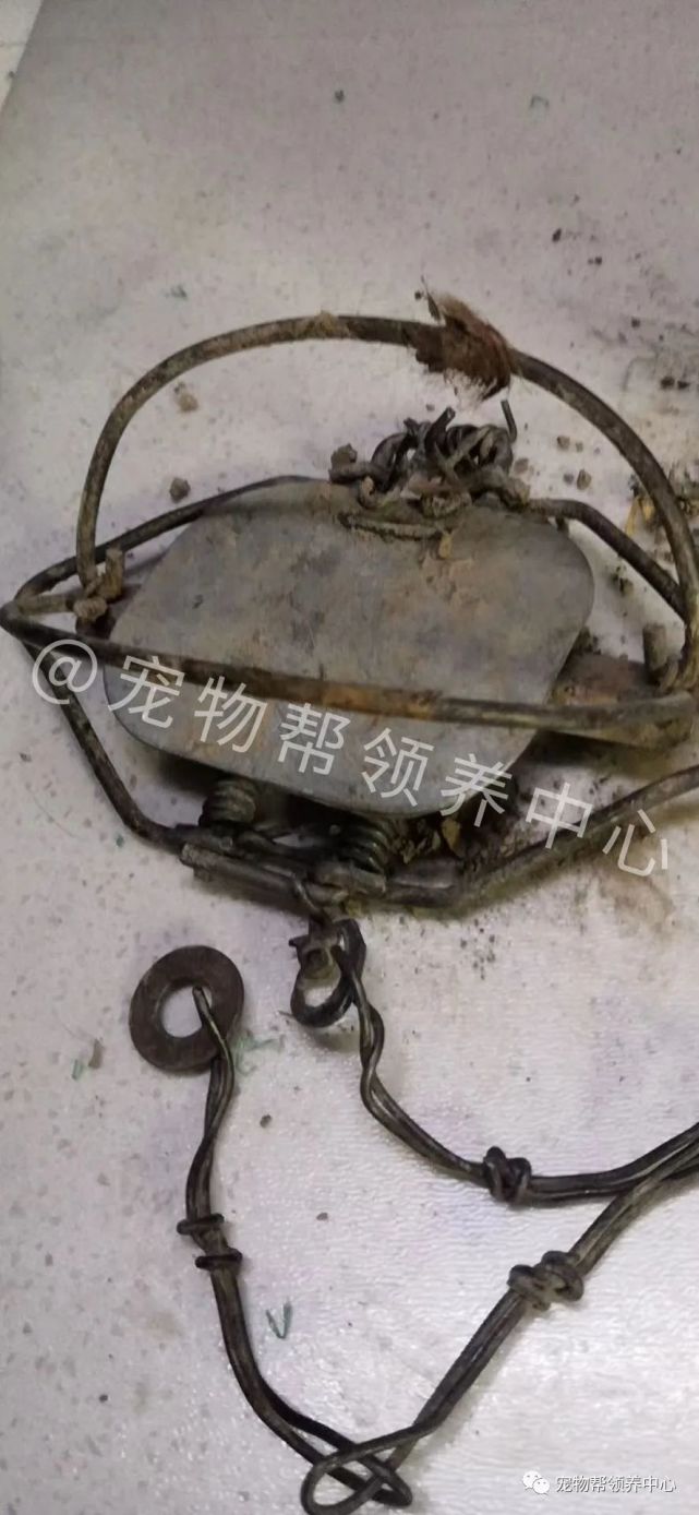 狗狗被夹子夹住,又被网子缠住,被救后爪子也可能烂掉