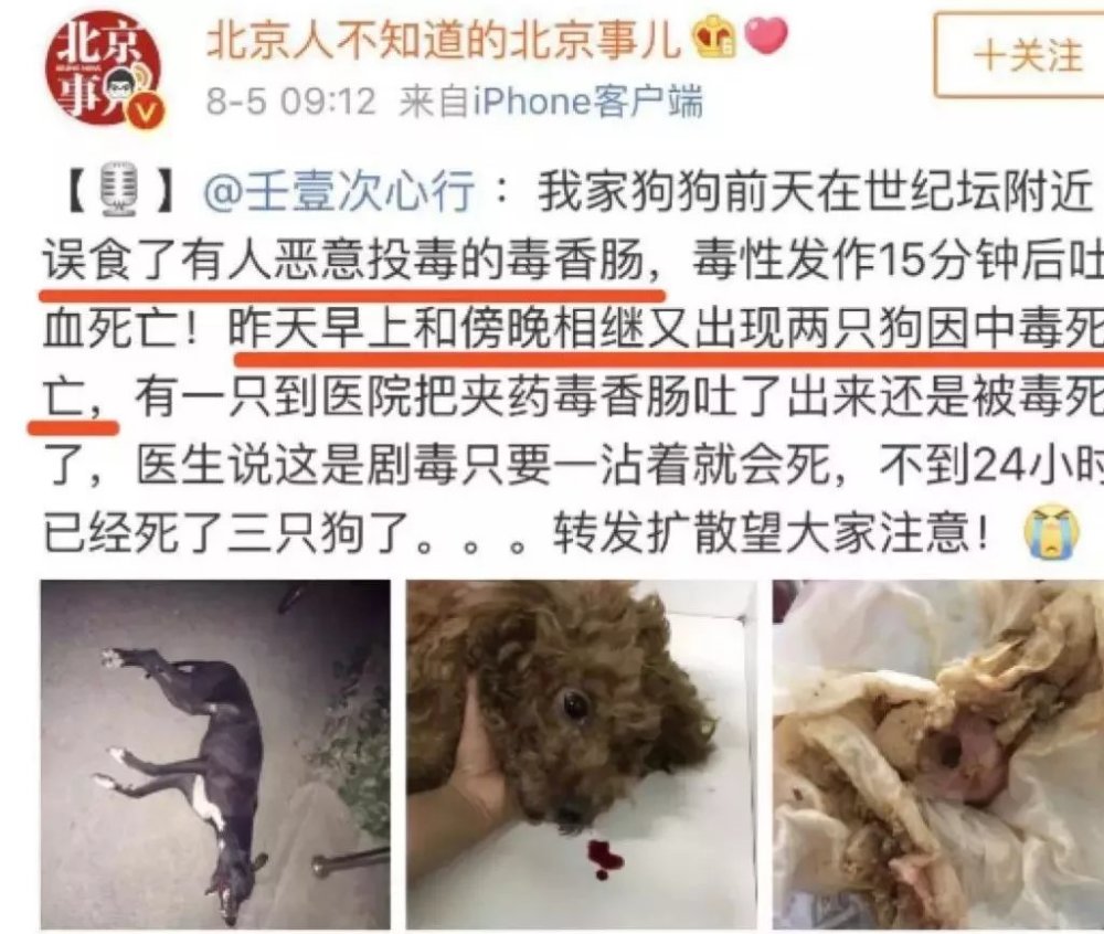 广东一小狗被偷狗贼喷几下瞬间死亡究竟是什么药为何如此之毒