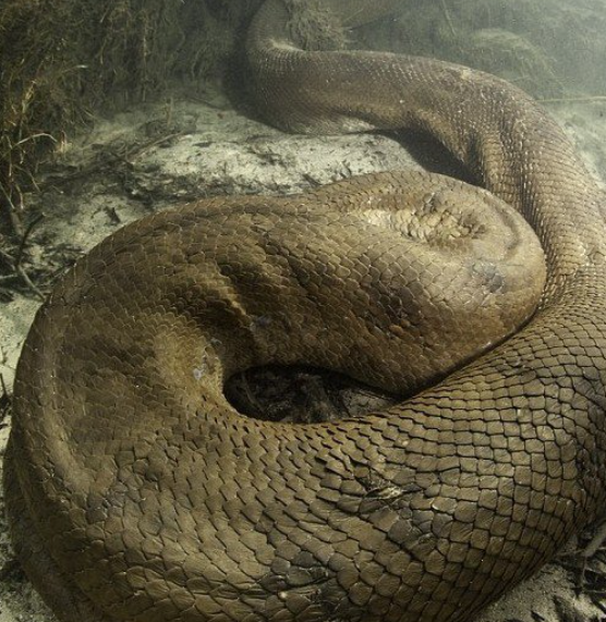 世界上最长的蛇亚马逊绿森蚺最长12米图片