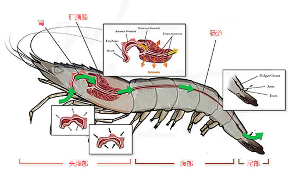 对虾消化系统:胃,肝,胰,肠道不管是对虾,龙虾还是螯虾,主要的内脏器官