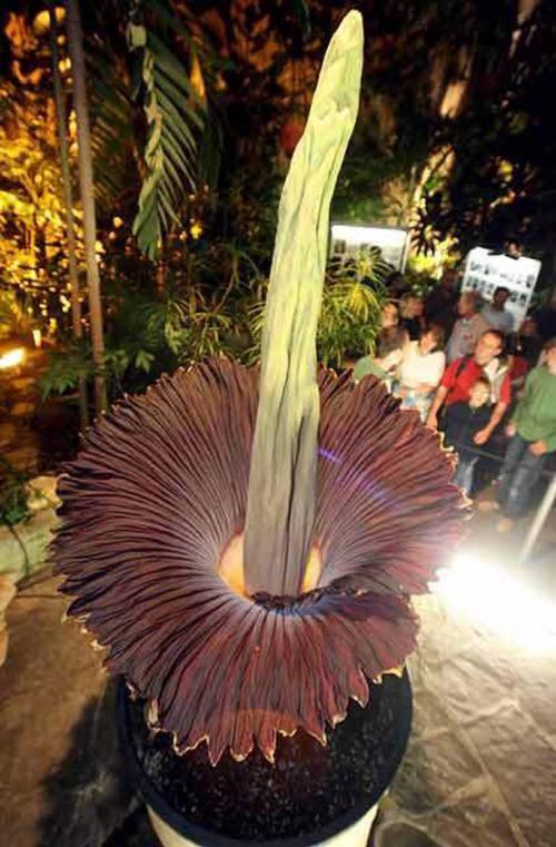 奇异的植物 腾讯网