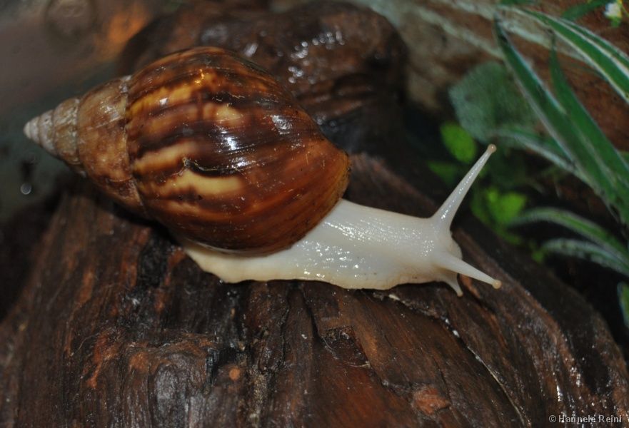 非洲大蜗牛泛滥一年可以繁殖900只但中国太害怕了不敢吃