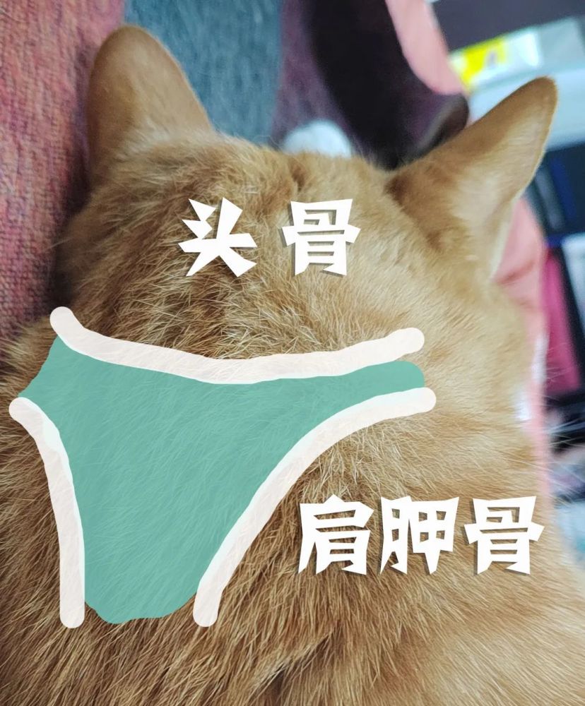 你可以摸到头骨和两侧肩胛骨之间有一个凹陷.