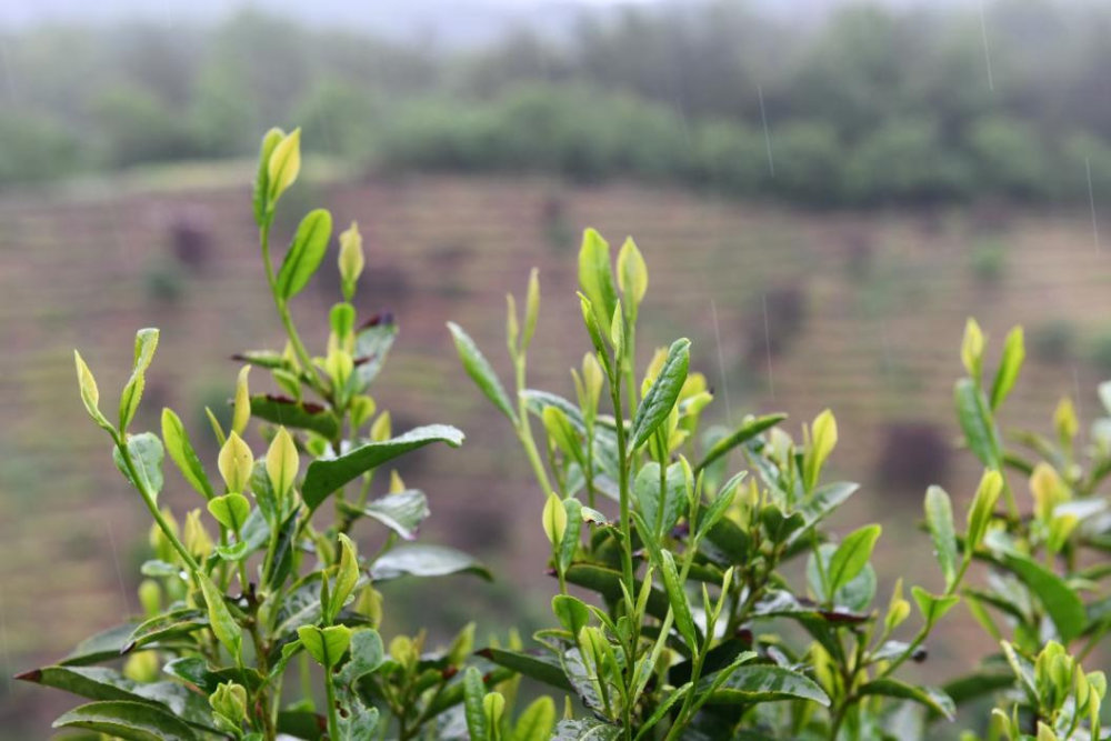 商南茶成致富茶助力乡村振兴