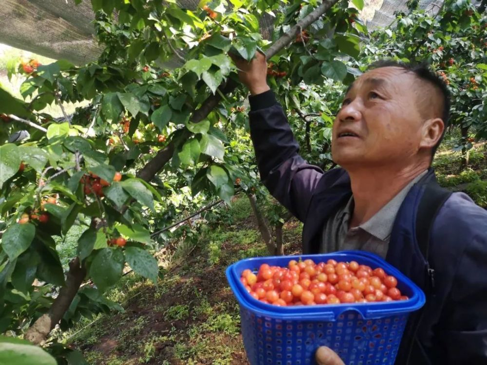 玛瑙红变成摇钱树云南昭通鲁甸12000亩樱桃红啦