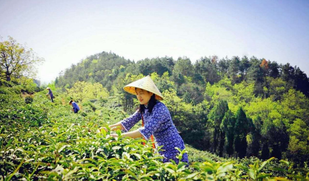 商南茶老百姓的致富茶
