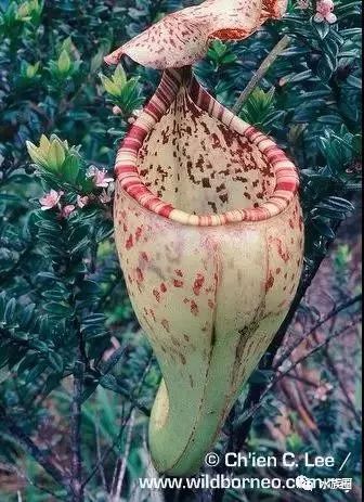 区域【40】nepenthes ephippiata鞍型猪笼草婆罗洲特有食虫植物【41】