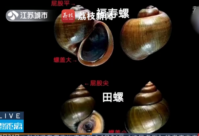 福寿螺食量大,繁殖力强,被列为首批入侵中国16种危害最大的外来物种.
