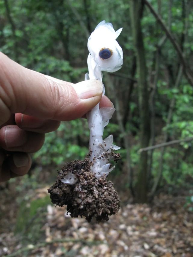 而假水晶兰属的胎座是侧膜胎座,同时沙晶兰属的胎座也是侧膜胎座的