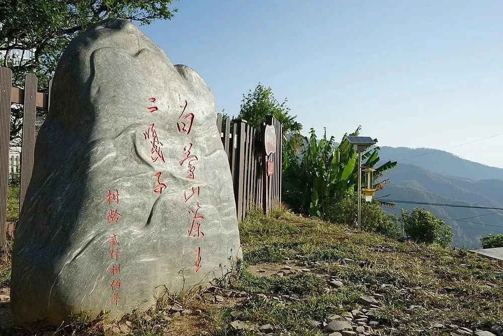 2022年白莺山古树茶丨透过茶汤探访佛茶圣地