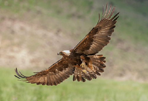 辽宁省国家重点保护鸟类图谱五鹰类和隼类