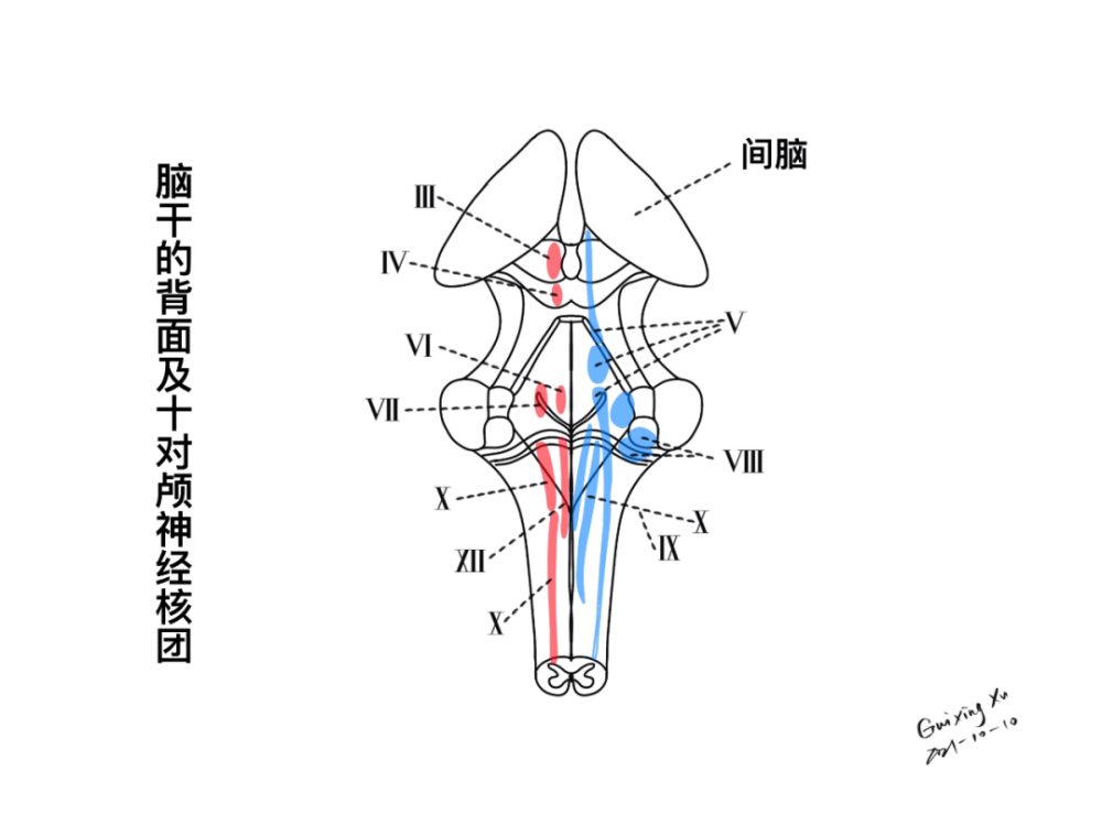 10 个颅神经拇指大小的脑干本期手绘主题为「脑干与颅神经的解剖与